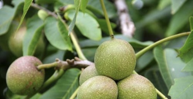 香玲核桃苗抗旱耐冻现挖现发量大优惠挂果快
