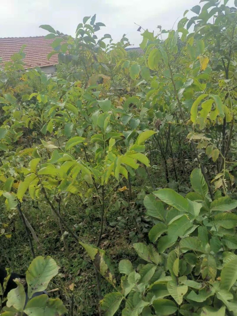 新新2号抗旱耐冻好管理产量高量大优惠保湿发货