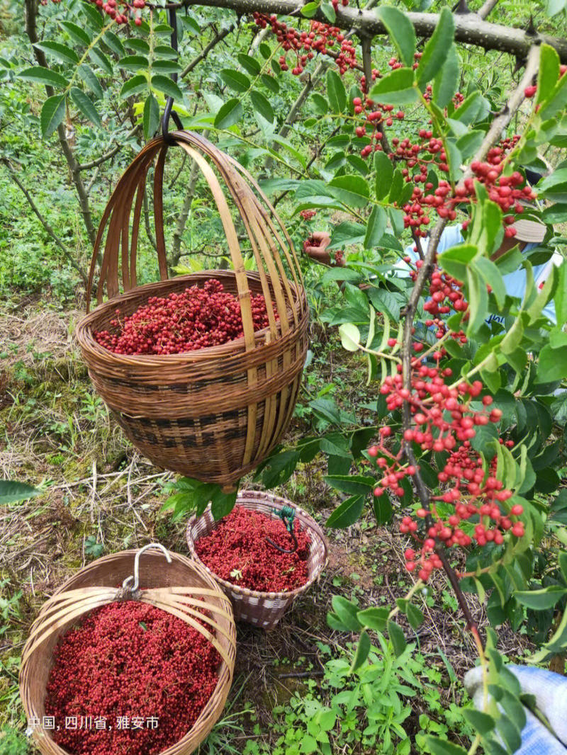 大红椒保湿发货量大优惠死苗补发根系发达