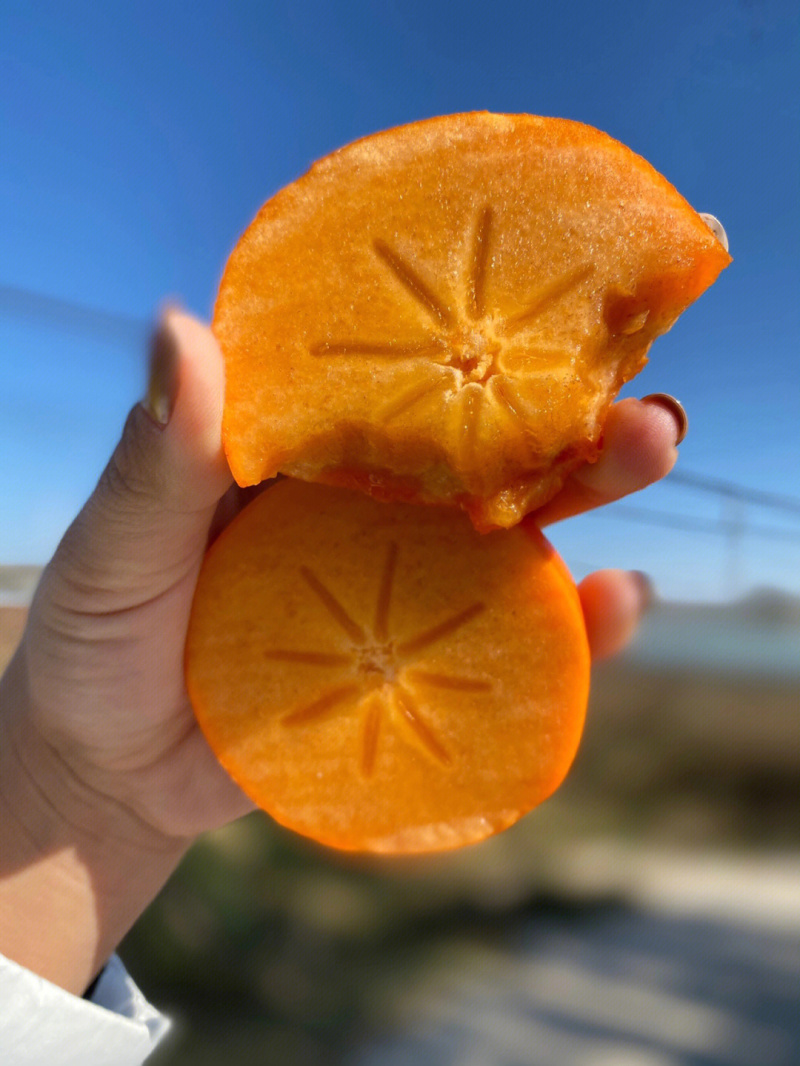 磨盘柿苗柿子苗根系发达丰产性好果大味甜现挖现发