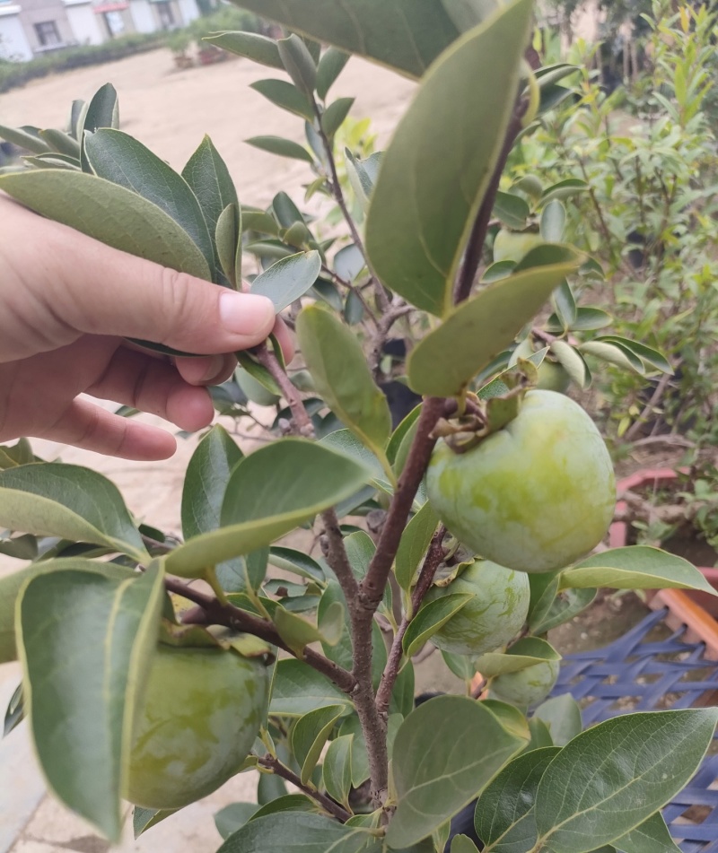 牛心柿苗柿子苗根系发达丰产性好果大味甜现挖现发