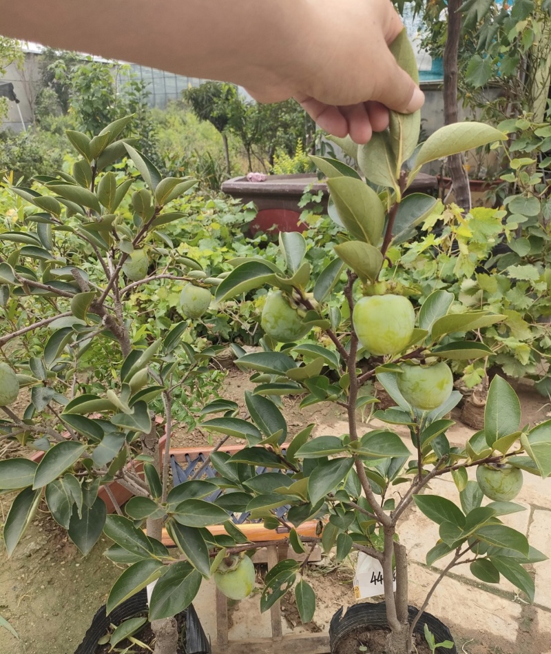 牛心柿苗柿子苗根系发达丰产性好果大味甜现挖现发