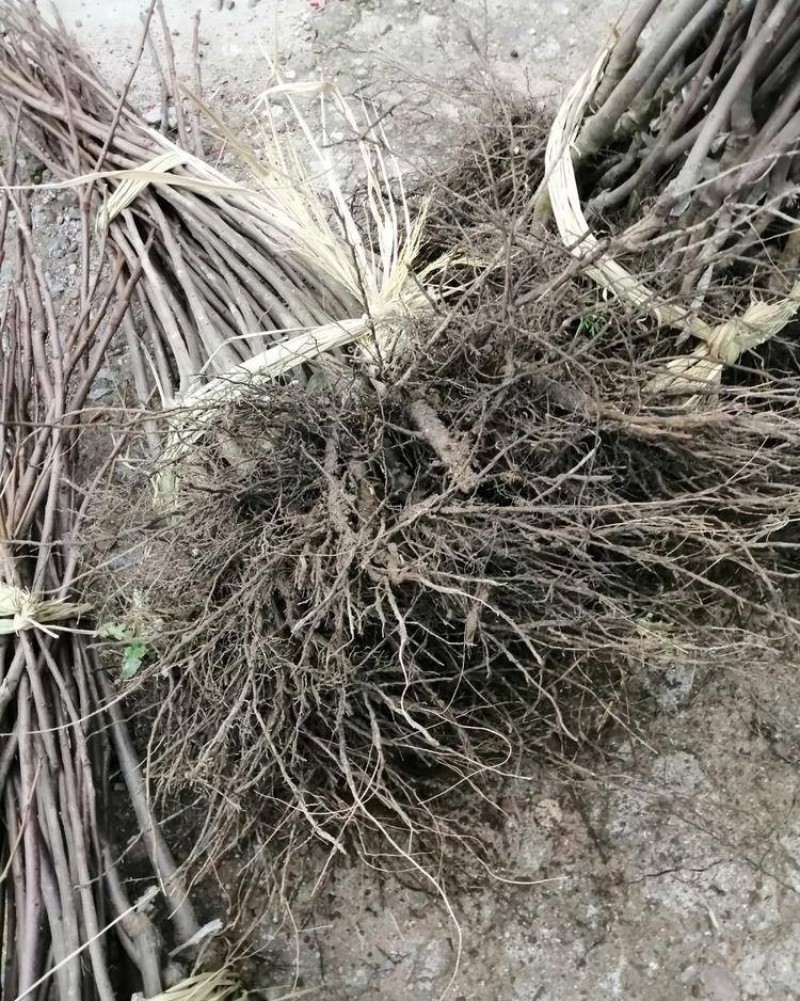 牛心柿苗柿子苗根系发达丰产性好果大味甜现挖现发