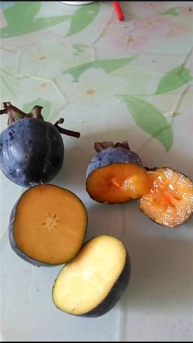 黑柿苗柿子苗根系发达丰产性好果大味甜现挖现发
