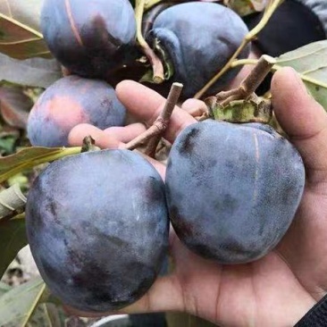 黑柿苗柿子苗根系发达丰产性好果大味甜现挖现发
