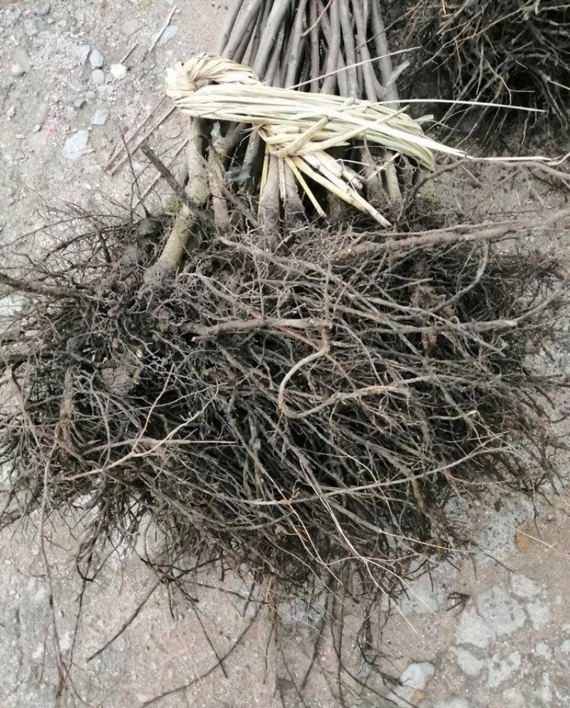 黑柿苗柿子苗根系发达丰产性好果大味甜现挖现发