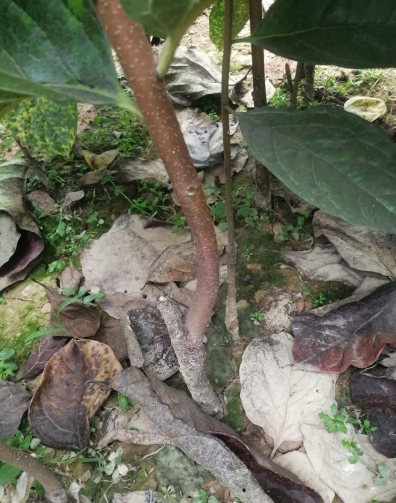 黑柿苗柿子苗根系发达丰产性好果大味甜现挖现发