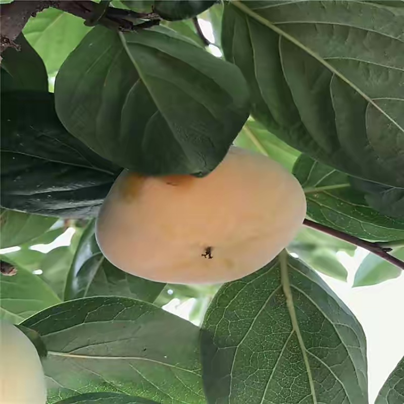 镜面柿苗柿子苗根系发达丰产性好果大味甜现挖现发