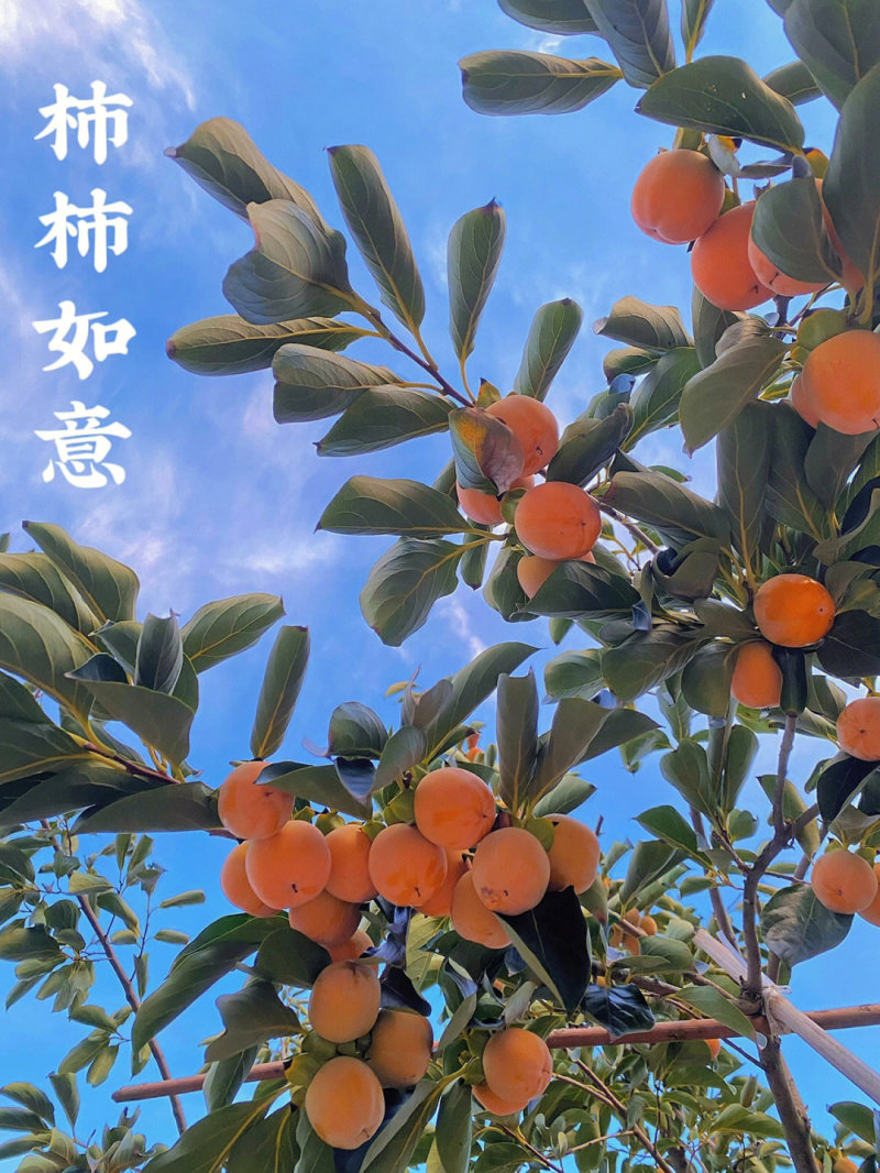 罗田甜柿苗柿子苗根系发达丰产性好果大味甜现挖现发