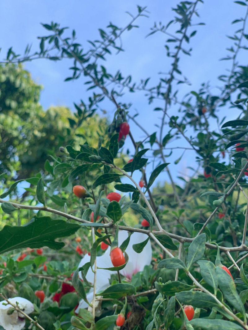 截萼枸杞苗枸杞苗根系发达丰产性好现挖现发