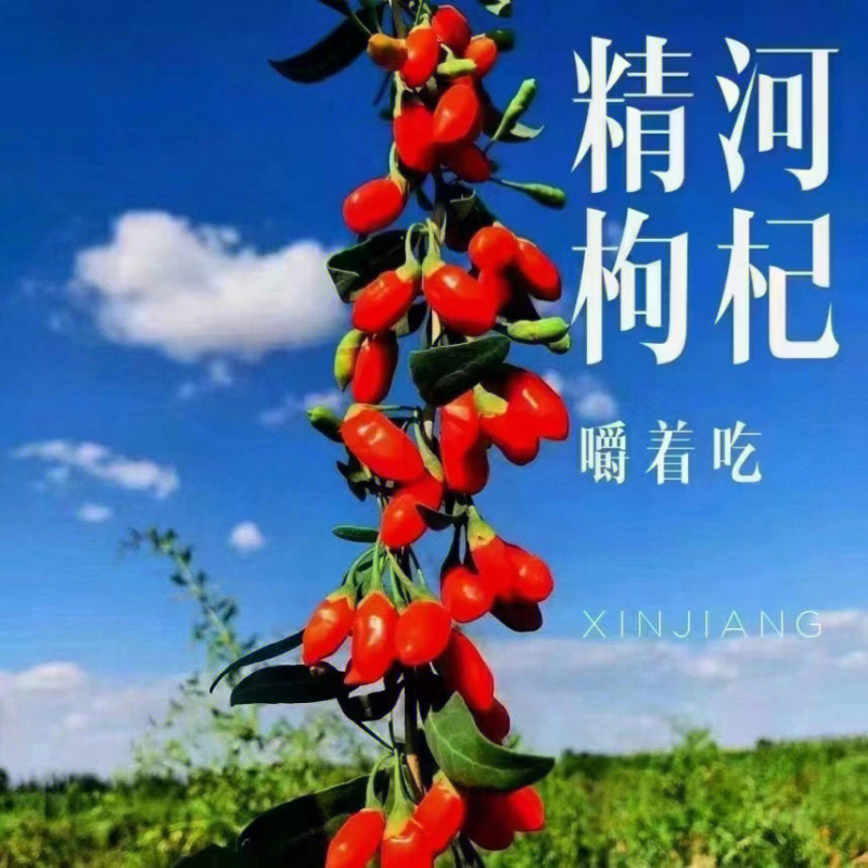 新疆枸杞苗枸杞苗根系发达丰产性好现挖现发