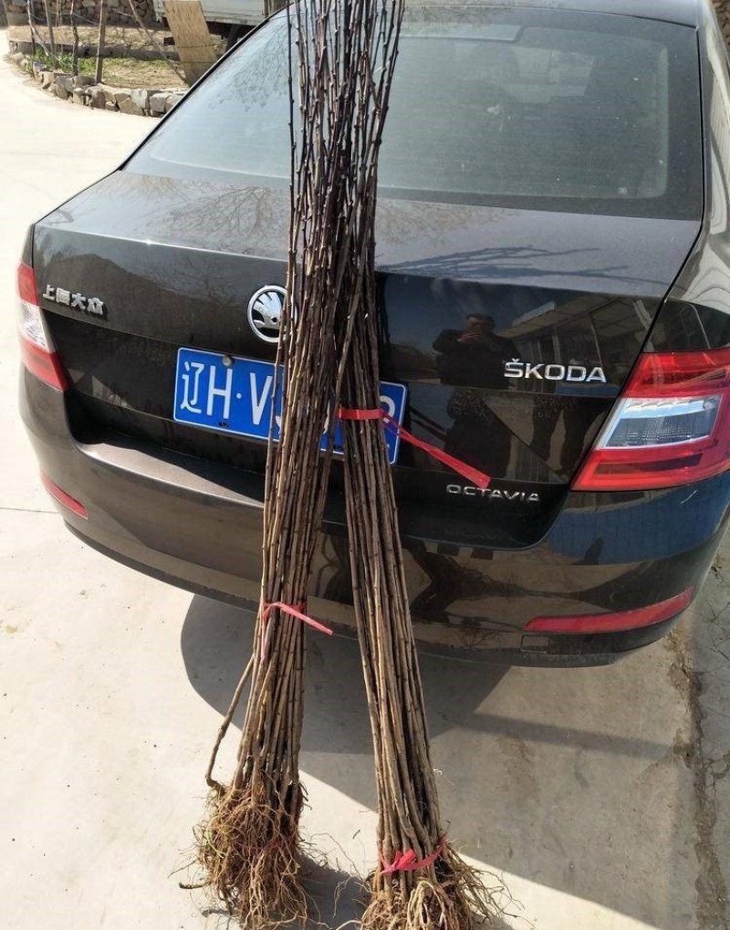 红喜梅苗西梅苗根系发达丰产性好果甜丰满