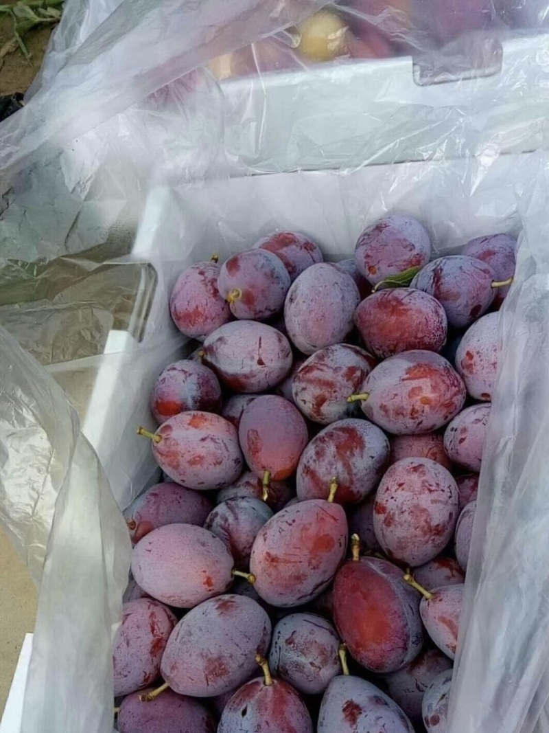 理查德西梅苗西梅苗根系发达丰产性好果甜丰满