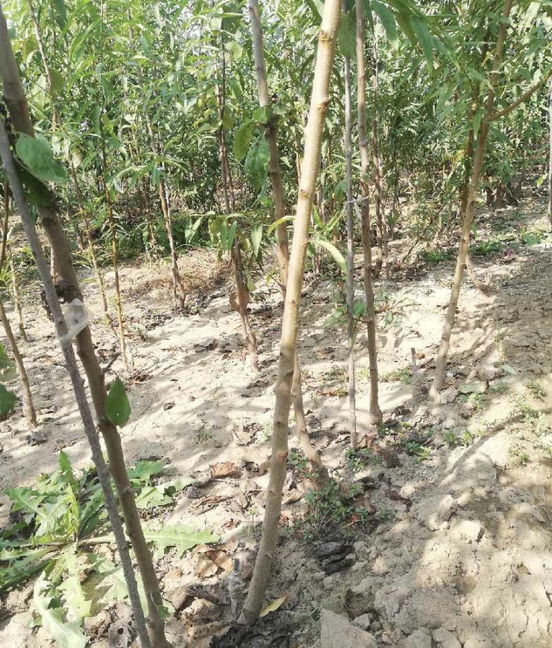 理查德西梅苗西梅苗根系发达丰产性好果甜丰满