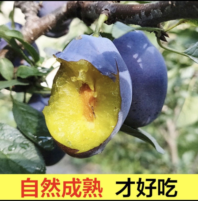 理查德西梅苗西梅苗根系发达丰产性好果甜丰满