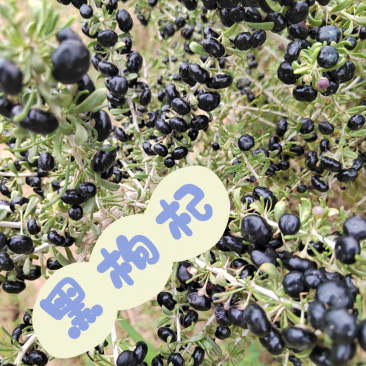 黑果枸杞树苗枸杞苗根系发达丰产性好现挖保湿发货