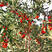 红枝枸杞树苗枸杞苗根系发达丰产性好现挖保湿发货