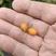 黄果枸杞树苗枸杞苗根系发达丰产性好现挖保湿发货