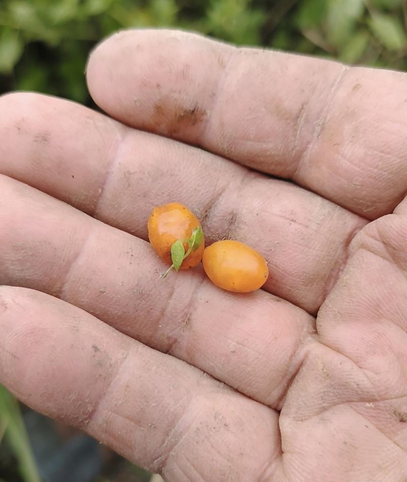 黄果枸杞树苗枸杞苗根系发达丰产性好现挖保湿发货