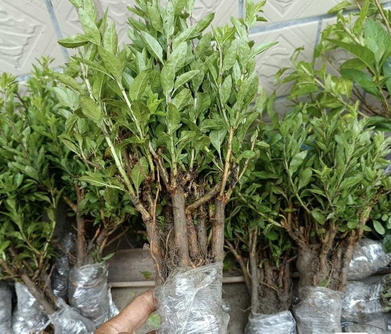 截萼枸杞树苗枸杞苗根系发达丰产性好现挖保湿发货