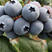奥尼尔蓝莓苗蓝莓苗根系发达丰产性好现挖保湿发货
