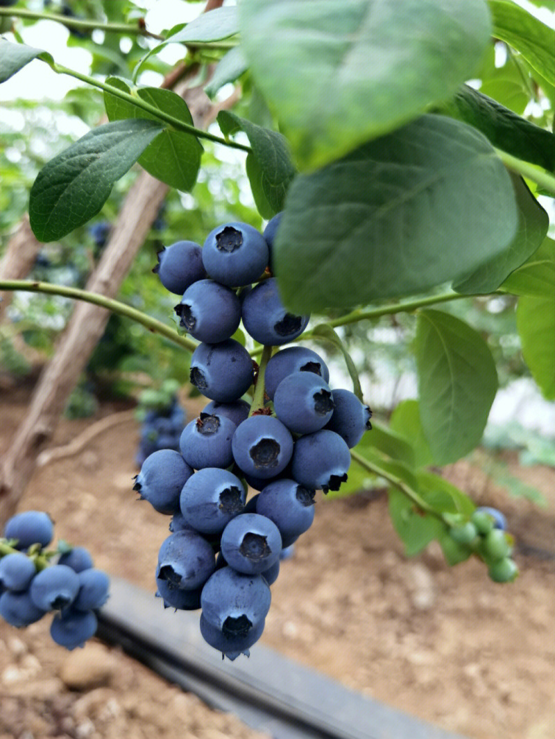 奥尼尔蓝莓苗蓝莓苗根系发达丰产性好现挖保湿发货