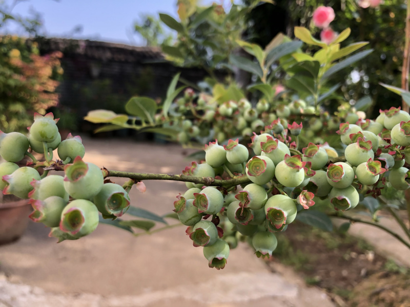 奥尼尔蓝莓苗蓝莓苗根系发达丰产性好现挖保湿发货