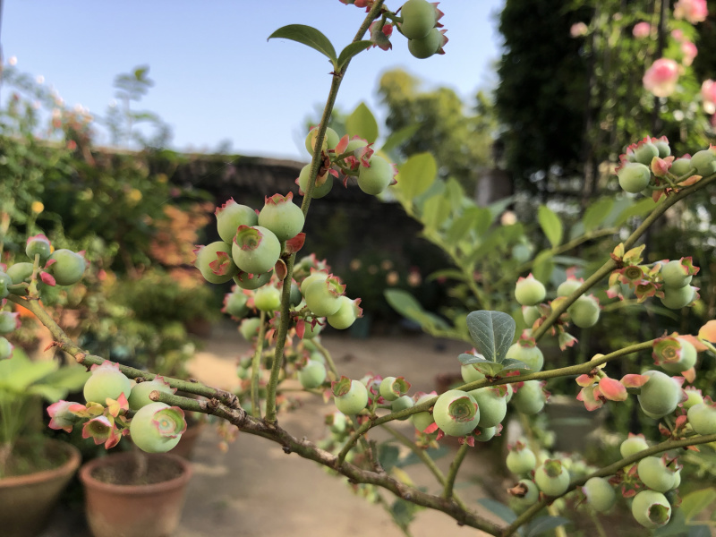 奥尼尔蓝莓苗蓝莓苗根系发达丰产性好现挖保湿发货