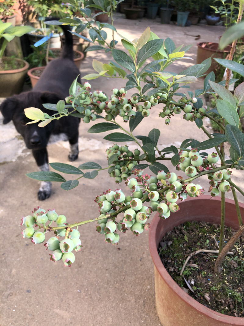 奥尼尔蓝莓苗蓝莓苗根系发达丰产性好现挖保湿发货