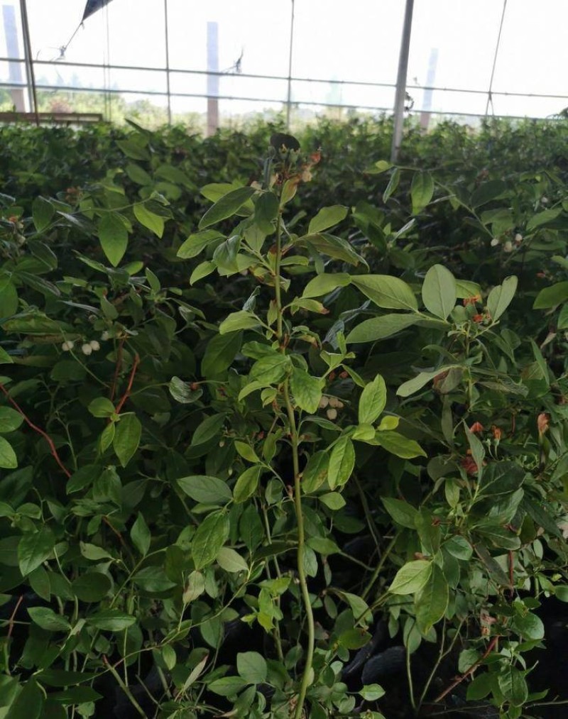 奥尼尔蓝莓苗蓝莓苗根系发达丰产性好现挖保湿发货