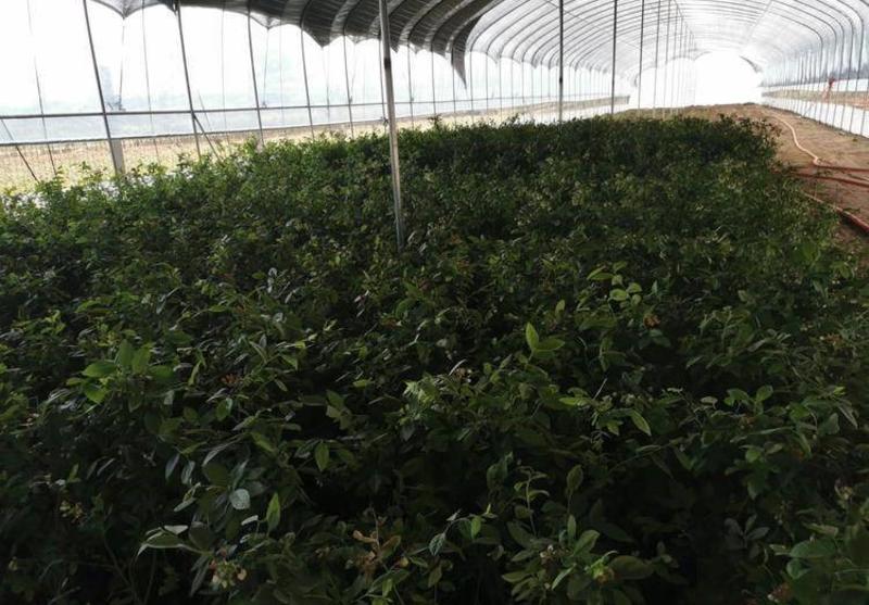 奥尼尔蓝莓苗蓝莓苗根系发达丰产性好现挖保湿发货