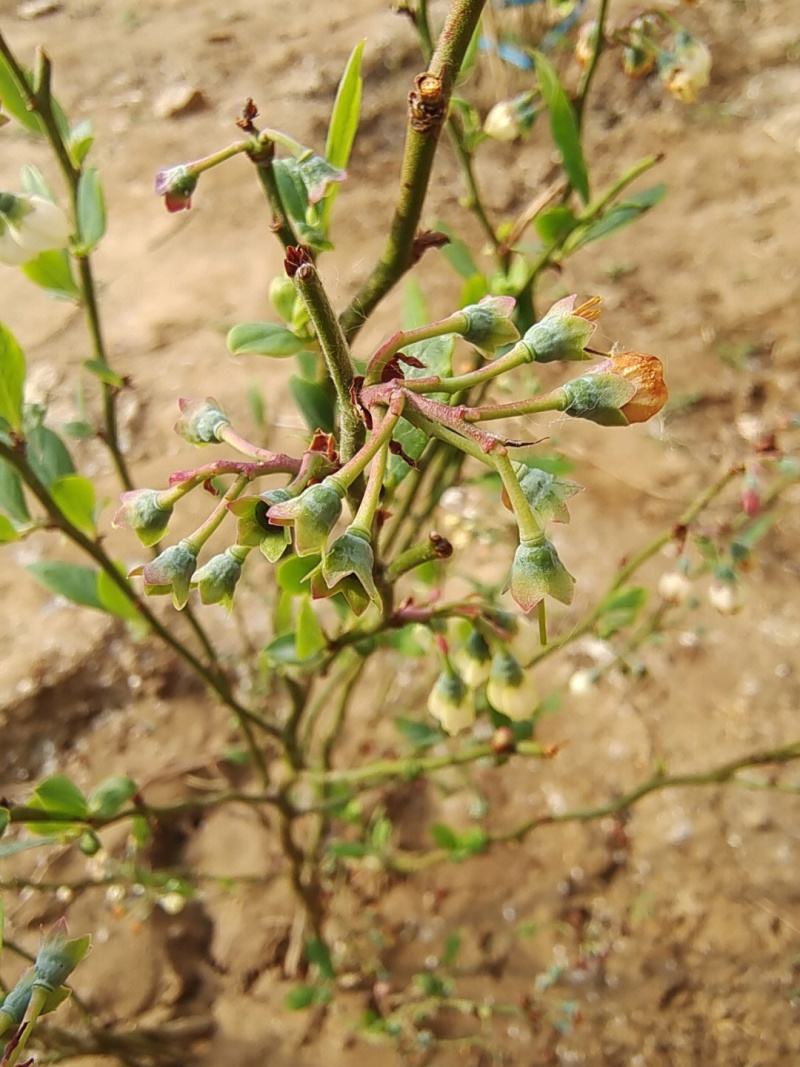 黑珍珠蓝莓苗蓝莓苗根系发达丰产性好现挖保湿发货