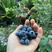 甜蜜蜜蓝莓苗蓝莓苗根系发达丰产性好果甜丰满