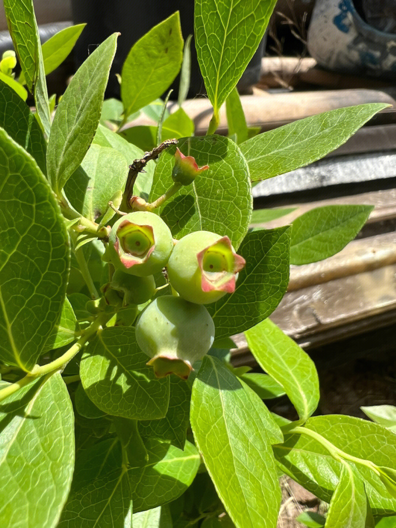 甜蜜蜜蓝莓苗蓝莓苗根系发达丰产性好果甜丰满