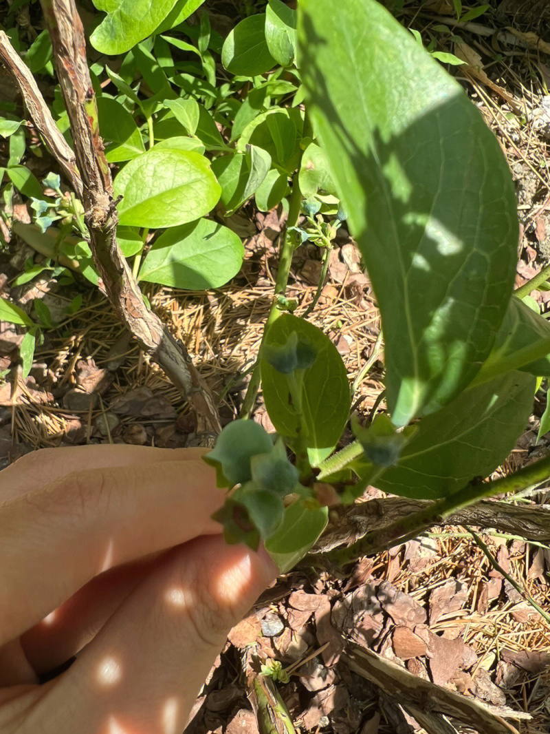 甜蜜蜜蓝莓苗蓝莓苗根系发达丰产性好果甜丰满