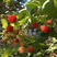 丰满红树莓苗根系发达丰产性好果实丰满现挖现发