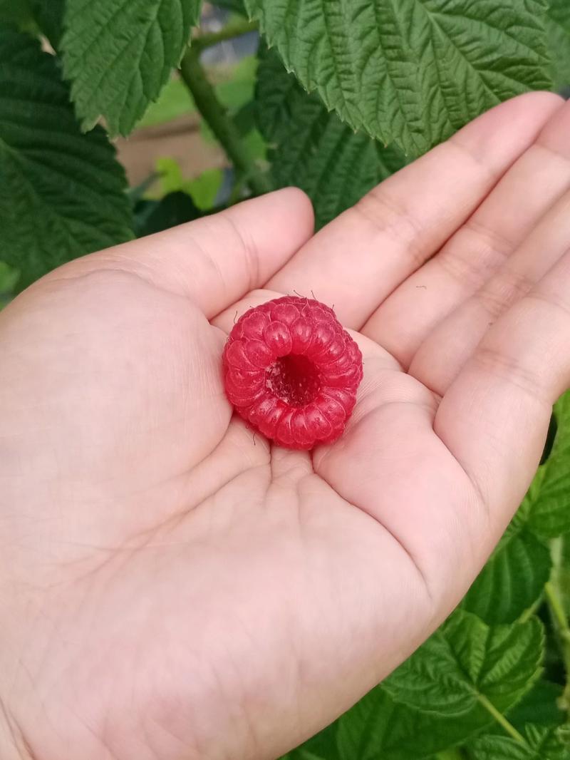丰满红树莓苗根系发达丰产性好果实丰满现挖现发