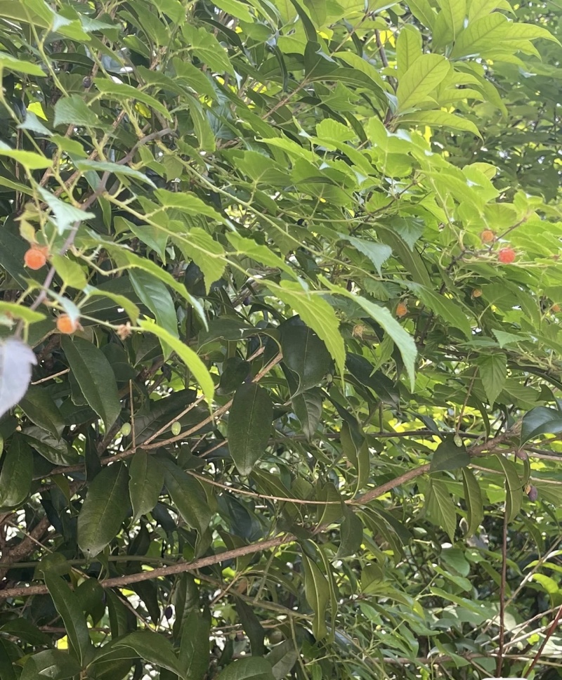 丰满红树莓苗根系发达丰产性好果实丰满现挖现发
