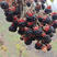 黑树莓苗树莓苗根系发达丰产性好果实丰满