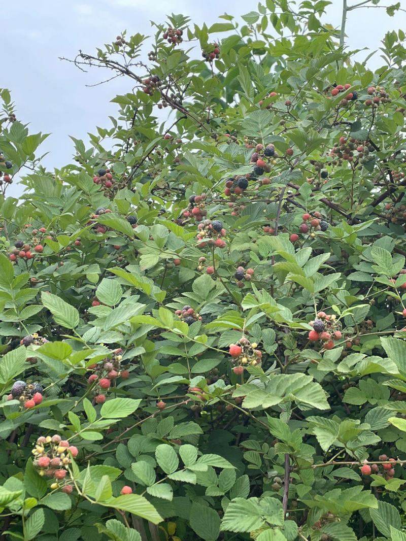黑树莓苗树莓苗根系发达丰产性好果实丰满