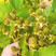 红宝达树莓苗根系发达丰产性好果实丰满现挖现发