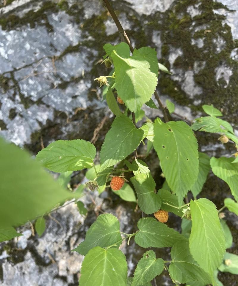 红宝达树莓苗根系发达丰产性好果实丰满现挖现发