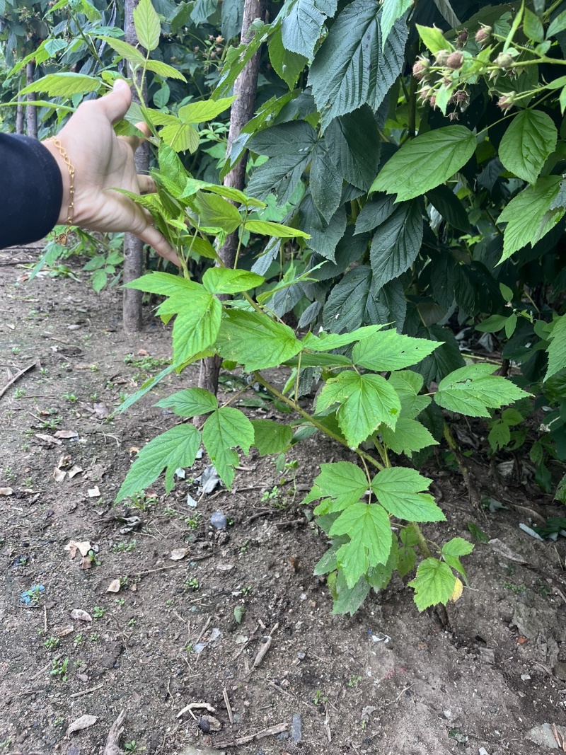 红宝玉树莓苗根系发达丰产性好果实丰满现挖现发
