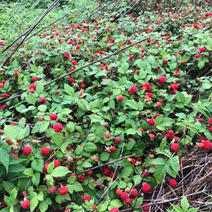 红宝玉树莓苗根系发达丰产性好果实丰满现挖现发