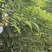 红宝玉树莓苗根系发达丰产性好果实丰满现挖现发