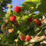 红树莓苗树莓苗根系发达丰产性好果实丰满现挖现发