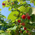 红树莓苗树莓苗根系发达丰产性好果实丰满现挖现发