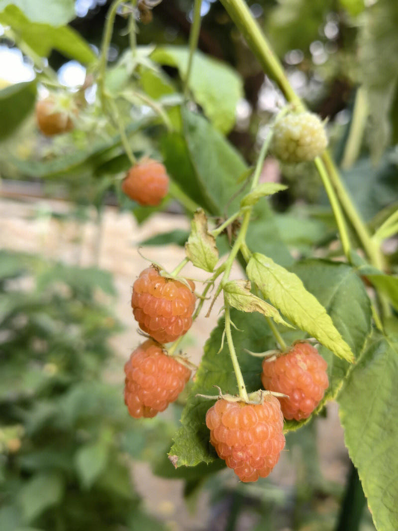 金树莓苗树莓苗根系发达丰产性好果实丰满