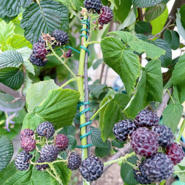 蓝树莓苗树莓苗根系发达丰产性好果大丰满