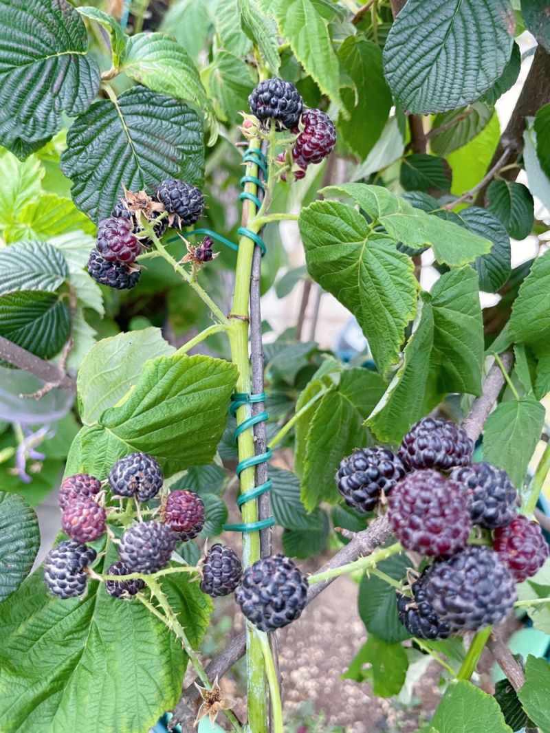 蓝树莓苗树莓苗根系发达丰产性好果大丰满